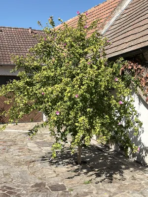 Haus kaufen in Eisenstadt - Umgebung – 430 m², € 750.000 – Bild 46 von 59