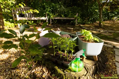 Kleingarten zur Pacht. - Neue Gartenanlage in Planung: Jetzt vormerken lassen! – Bild 2