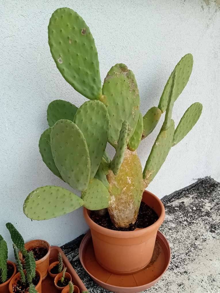 85 cm gross Feigenkaktus , Kaktee , selbstgezogen, pflegeleichte  Zimmerpflanze,  50,- (4600 Wels) - willhaben