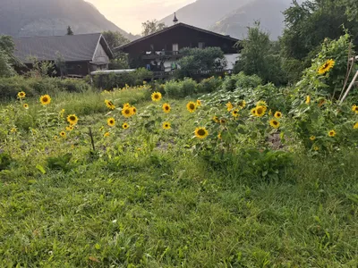 1-Zimmer-Wohnung mieten in Zell am See – 31 m², € 620 – Bild 3 von 20