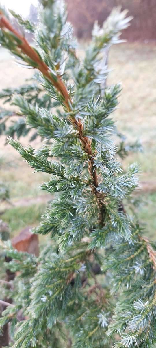 Blauzeder Wacholder vormals Bonsai,  420,- (8181 Sankt Ruprecht an der  Raab) - willhaben