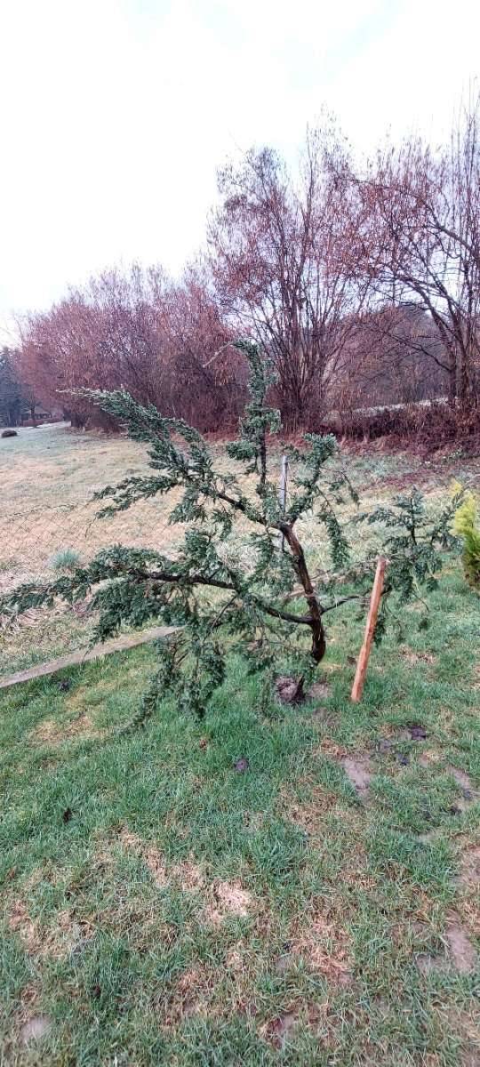Blauzeder Wacholder vormals Bonsai,  420,- (8181 Sankt Ruprecht an der  Raab) - willhaben