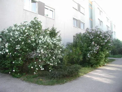 1-Zimmer-Wohnung mieten in Mödling – 43 m², € 731 – Bild 6 von 7