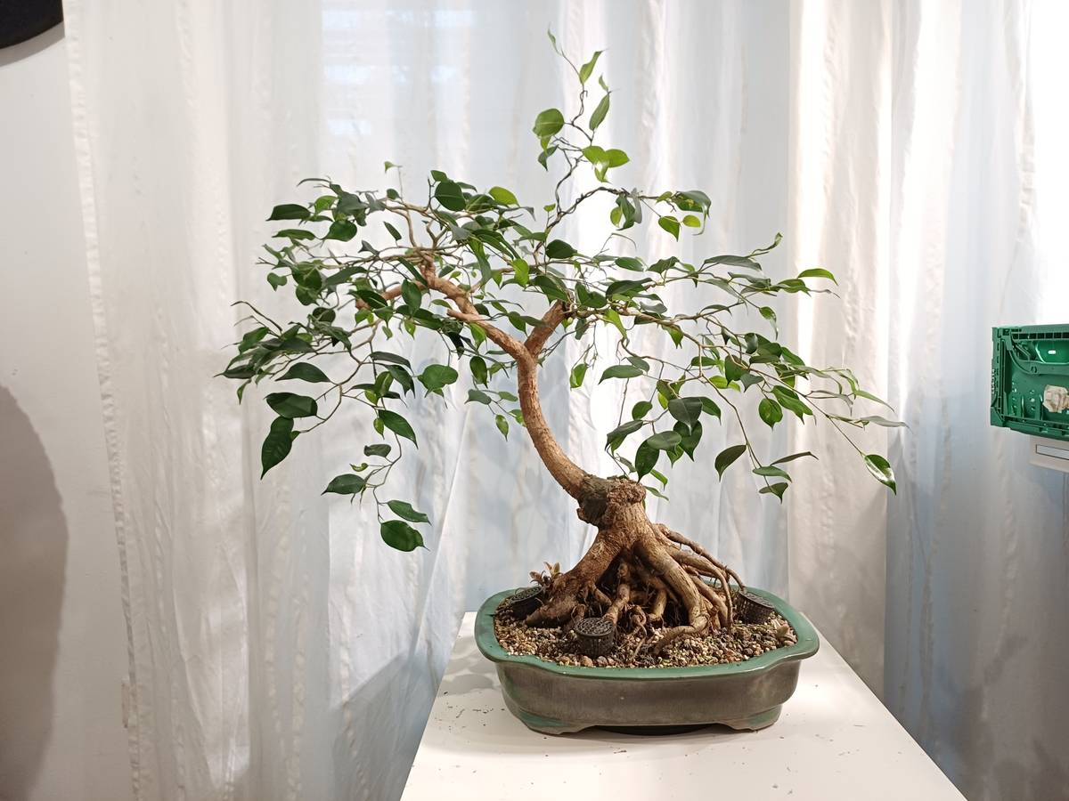 Bonsai Rohmaterial, Benjamin Ficus Hardwoodcutting,  80,- (5400 Hallein) -  willhaben