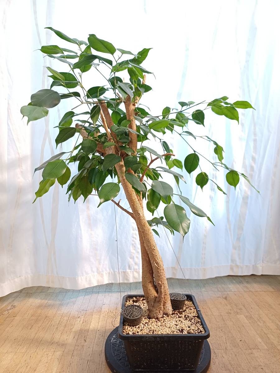 Bonsai Rohmaterial, Benjamin Ficus Hardwoodcutting,  80,- (5400 Hallein) -  willhaben