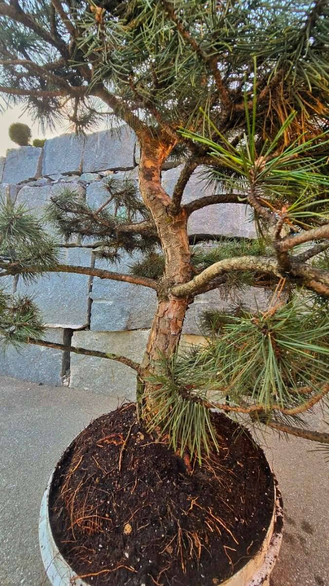 MUSS WEG- Kiefer Bonsai Formschnitt Baum,  390,- (4873 Redleiten) -  willhaben