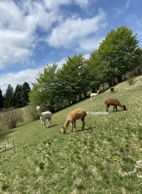 Grundstück kaufen in Murtal – 31 775 m² – Bild 2 von 8