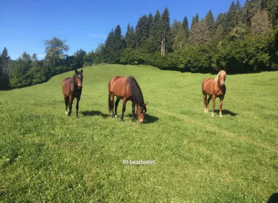 Grundstück kaufen in Murtal – 31 775 m² – Bild 1 von 8
