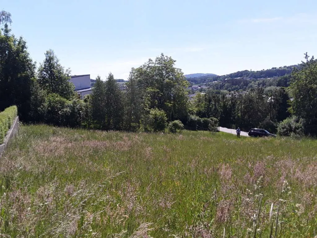 Sonniger traumhafter Baugrund in Gallneukirchen - Ansicht 2