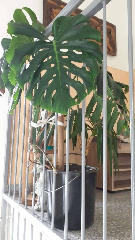 Philodendron-Monstera-Ableger,,  5,- (8530 Deutschlandsberg) - willhaben