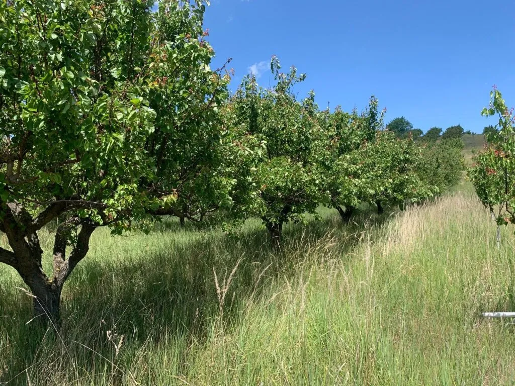 Marillenbaum-Plantage zum Verkauf - Ansicht 3