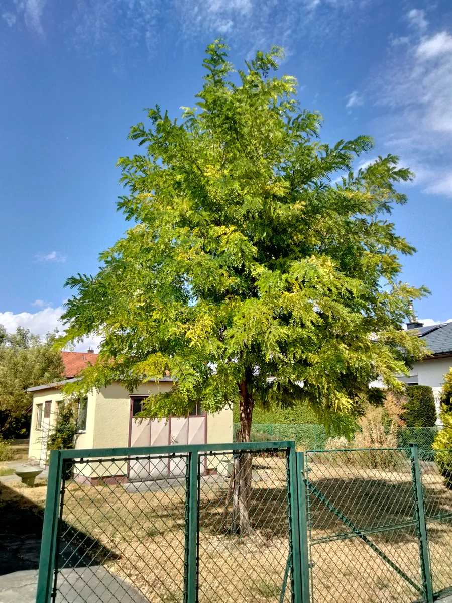 Baugrund in Bisamberg - Ansicht 2