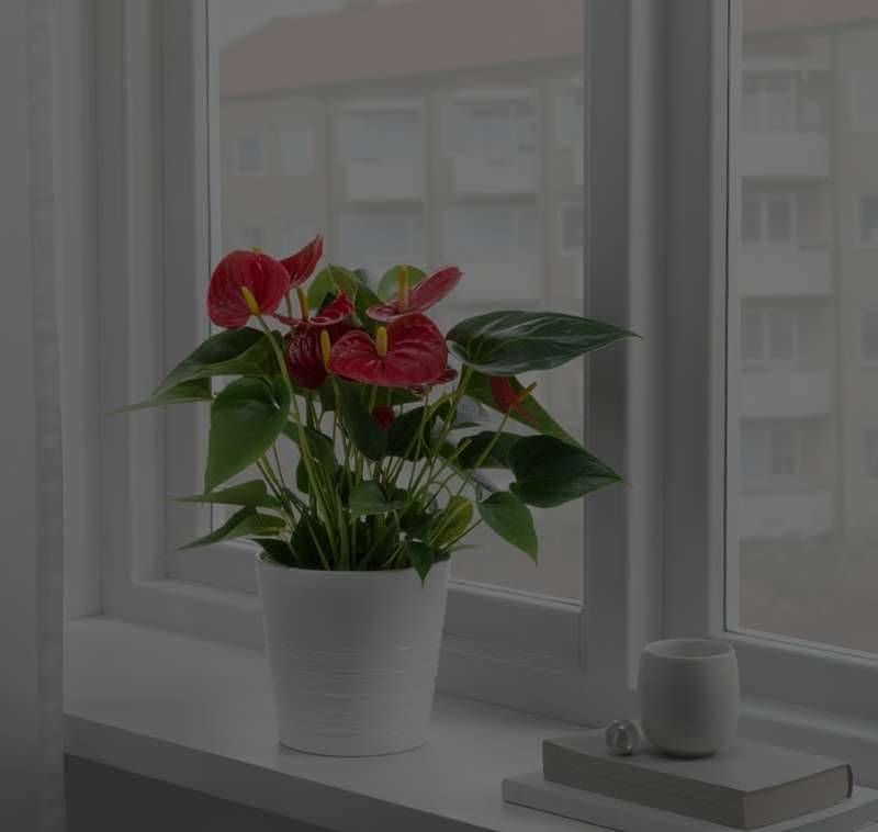 ANTHURIUM Pflanze, Flamingoblume, 12 cm Ikea,  10,- (1110 Wien) - willhaben