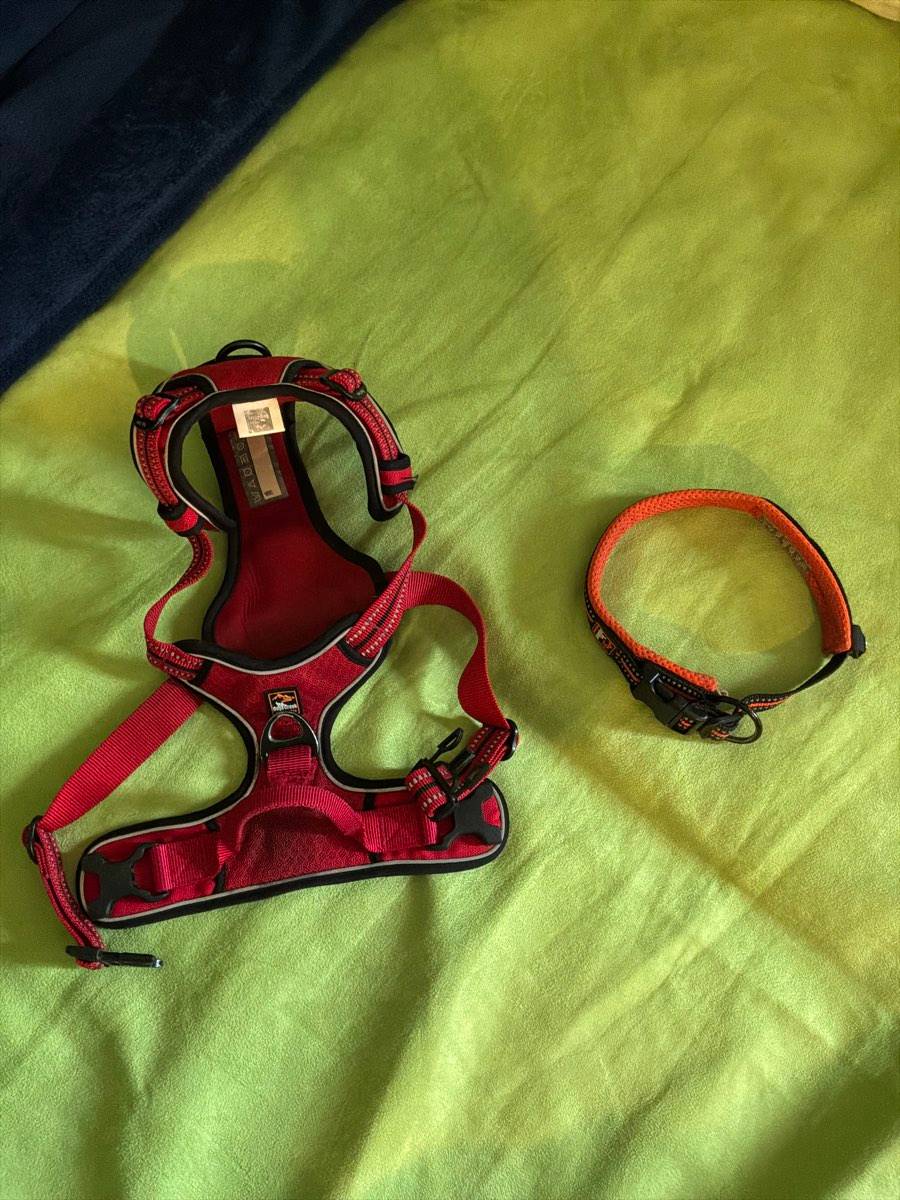 Halsband von Dogs Creek Konvolut,  59,- (3041 Wimmersdorf) - willhaben