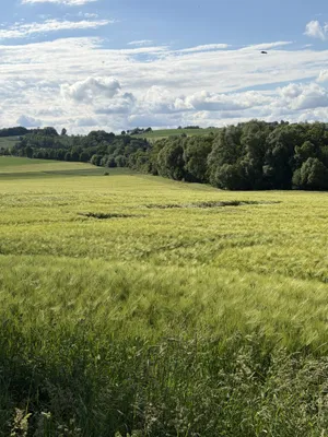 Grundstück kaufen in Schärding – 83 562 m² – Bild 4 von 5