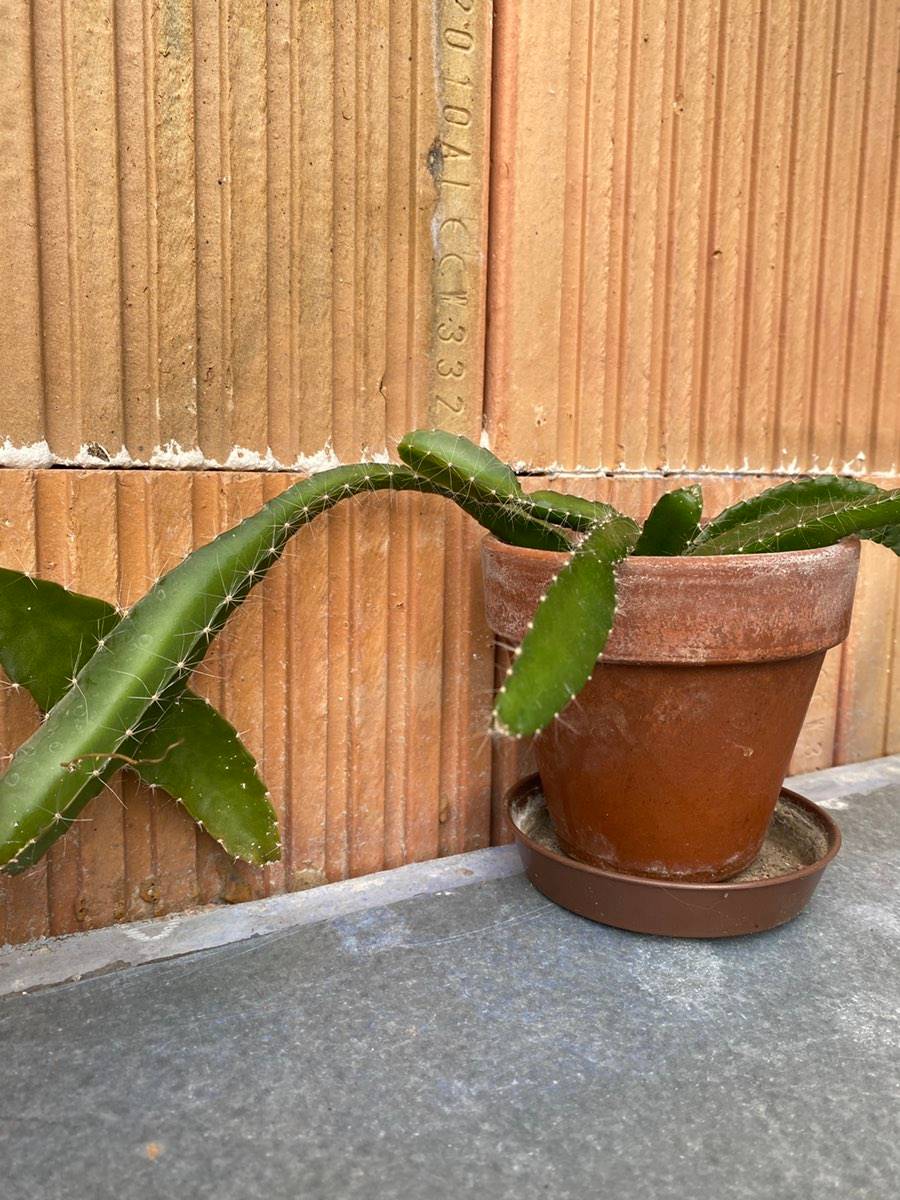 Einige Drachenfrucht Pitaya Kaktus Pflanzen,  4,- (1140 Wien) - willhaben