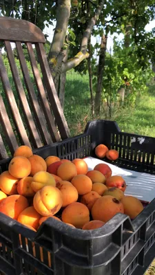 Grundstück zum Kauf in 7093 Neusiedl am See