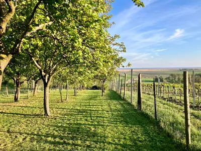 Grundstück kaufen in Neusiedl am See – 1 485 m², € 39.000 – Bild 11 von 19