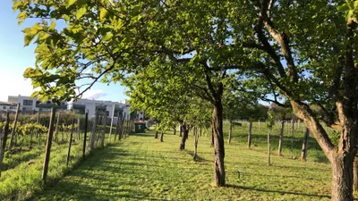 Grundstück kaufen in Neusiedl am See – 1 485 m², € 39.000 – Bild 10 von 19
