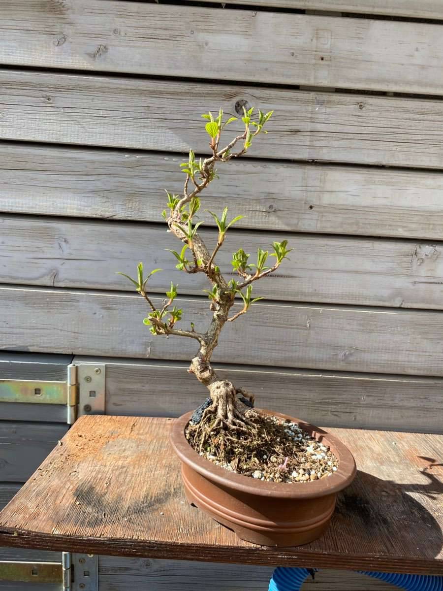 Rosa Schneeball, Bonsai,  89,- (8073 Graz) - willhaben