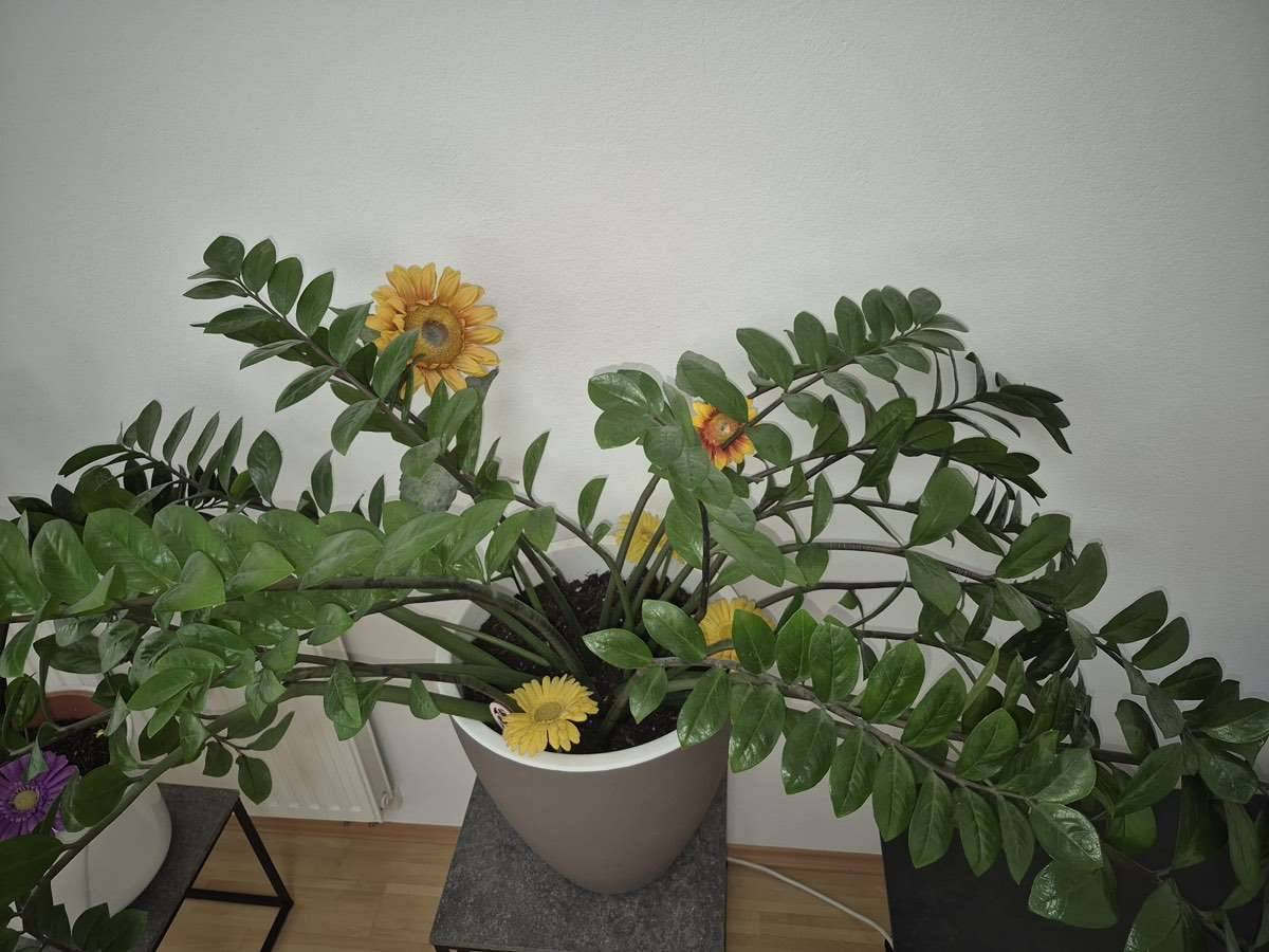 Glcksfeder Zamioculcas,  70,- (8020 Eggenberg) - willhaben