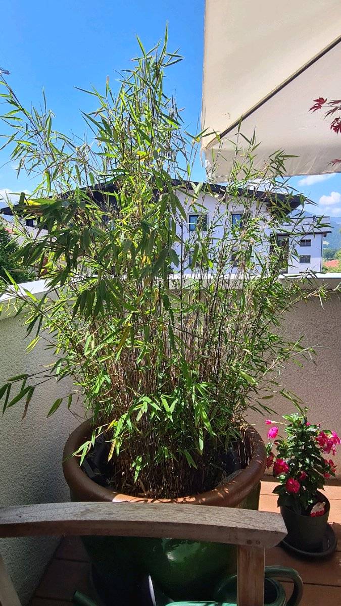 Bambus/ Fargesie ca. 160 cm Balkon und Garten,  0,- (6363 Westendorf) -  willhaben