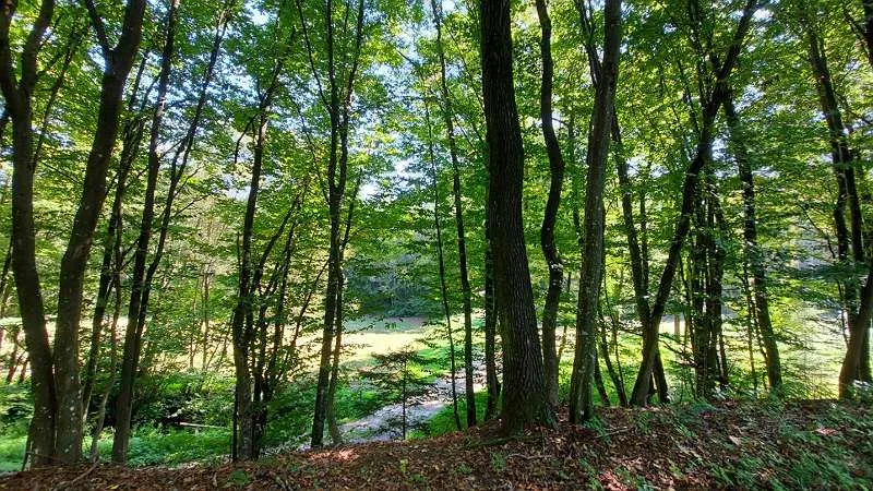 Waldgrundstück ruhige idyllische Lage - Ansicht 2