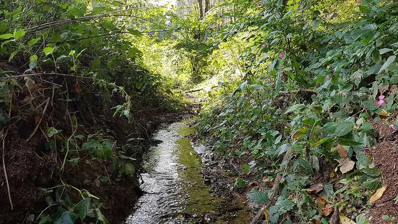 Waldgrundstück ruhige idyllische Lage - Ansicht 3
