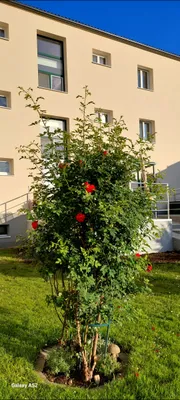 3-Zimmer-Wohnung mieten in Gmünd – 100 m², € 898 – Bild 3 von 21