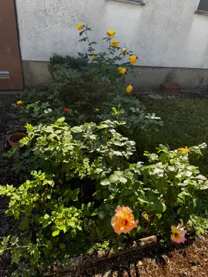 Haus kaufen in Mödling – 116 m², € 599.000 – Bild 8 von 31