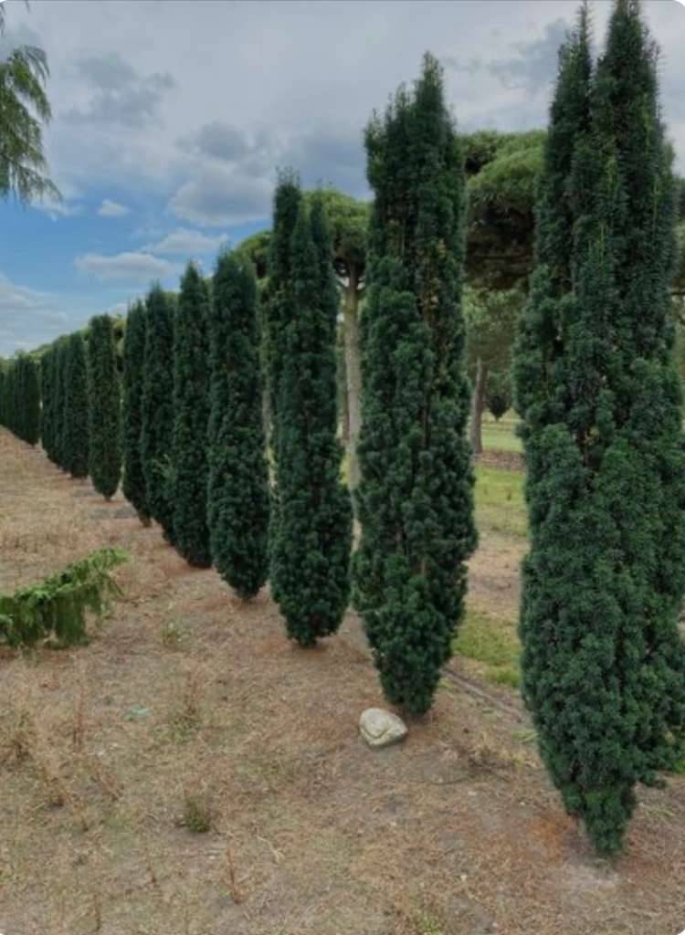 Eiben, Hainbuchen, Zypressen, Kirschlorbeer, Wildstrucher (Naturhecke),   5,- (4710 Grieskirchen) - willhaben