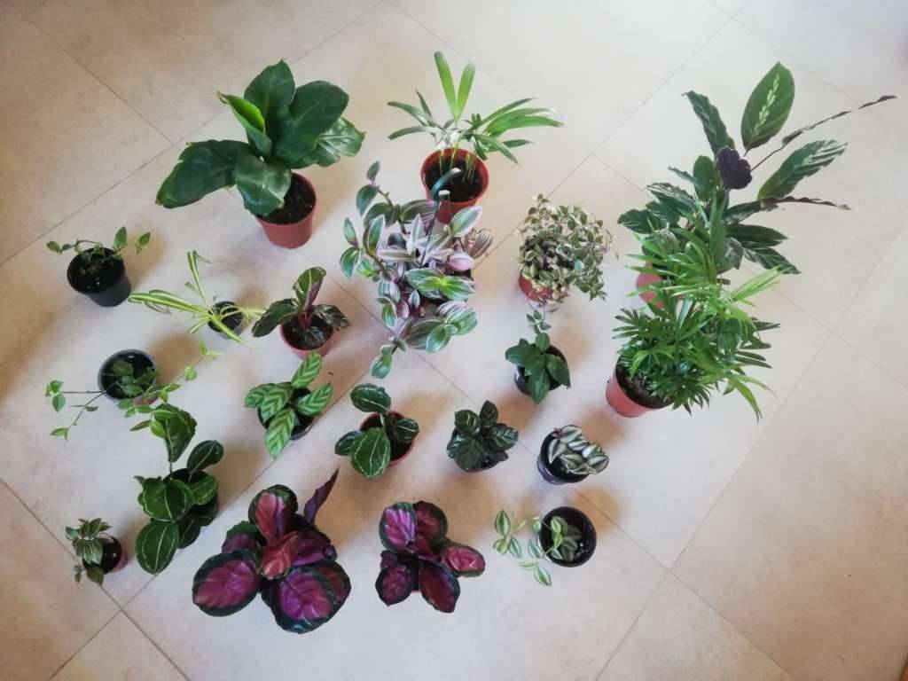 burle marx variegata pflege Philodendron Burle Marx variegata