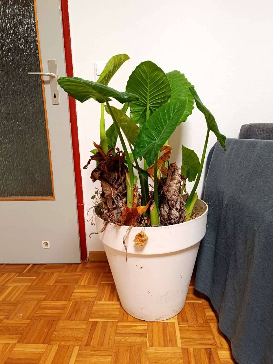 Groes Elefantenohr (Alocasia) mit Topf - mehrere Ableger,  45,- (3370  Ybbs an der Donau) - willhaben