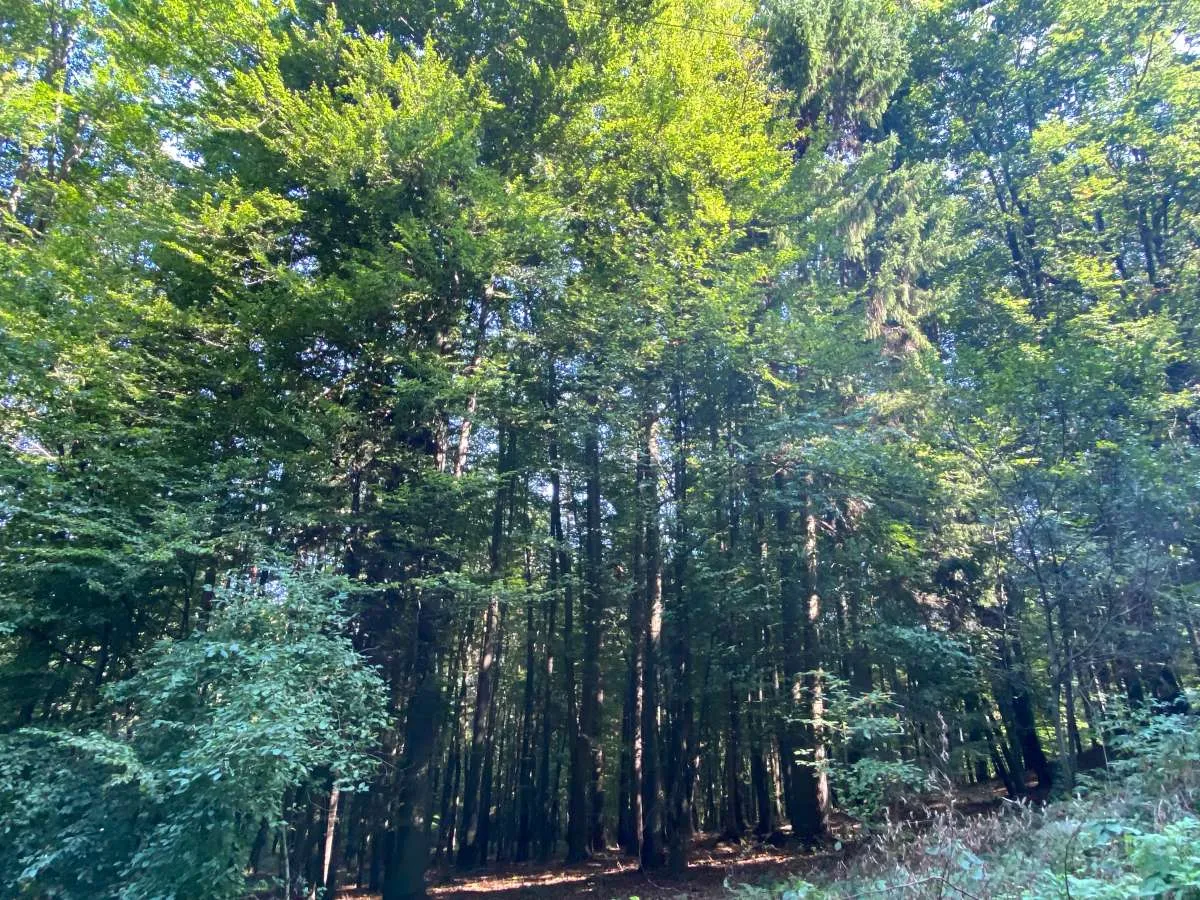 Waldgrundstück in Bad Gleichenberg - 8.268 m² Natur & Wertanlage - Ansicht 3