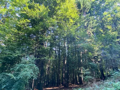 Immobilie kaufen in Südoststeiermark – 5 265 m² – Bild 3 von 6