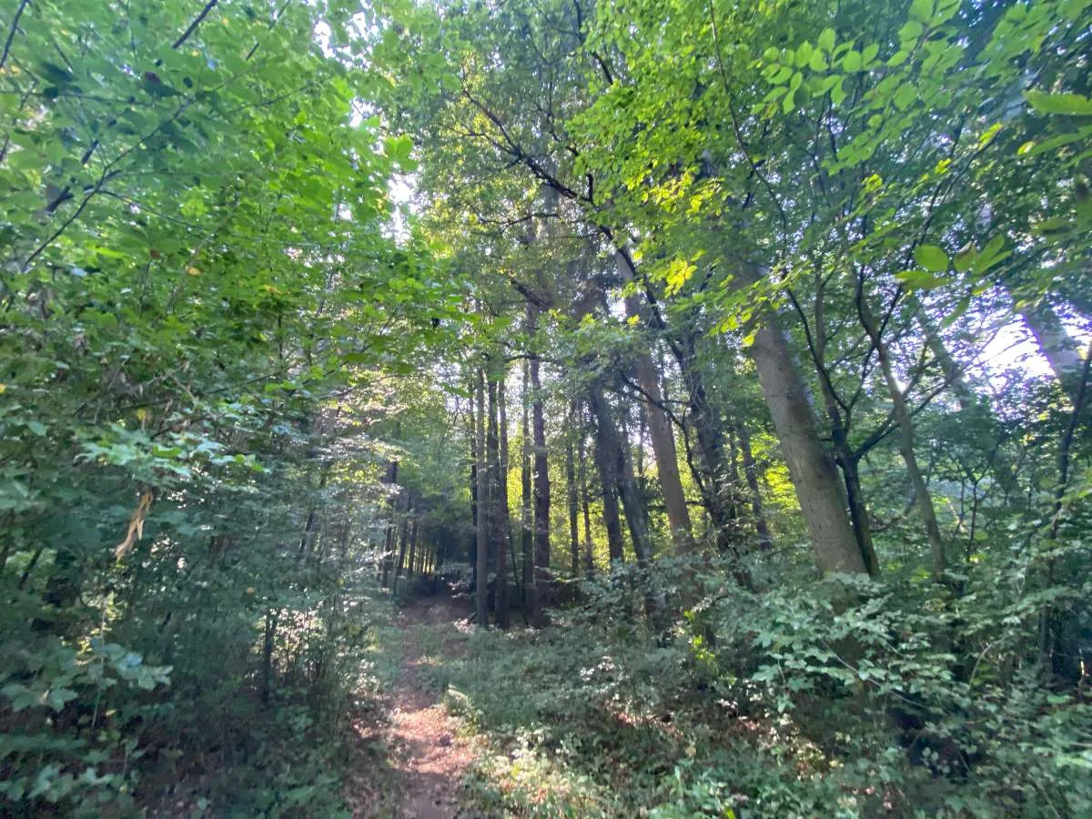 Waldgrundstück in Bad Gleichenberg - 8.268 m² Natur & Wertanlage - Ansicht 2