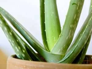 weißer blauregen Weiß Blauregen Blumensamen zur Aussaat pflegeleicht Traditionssorte &