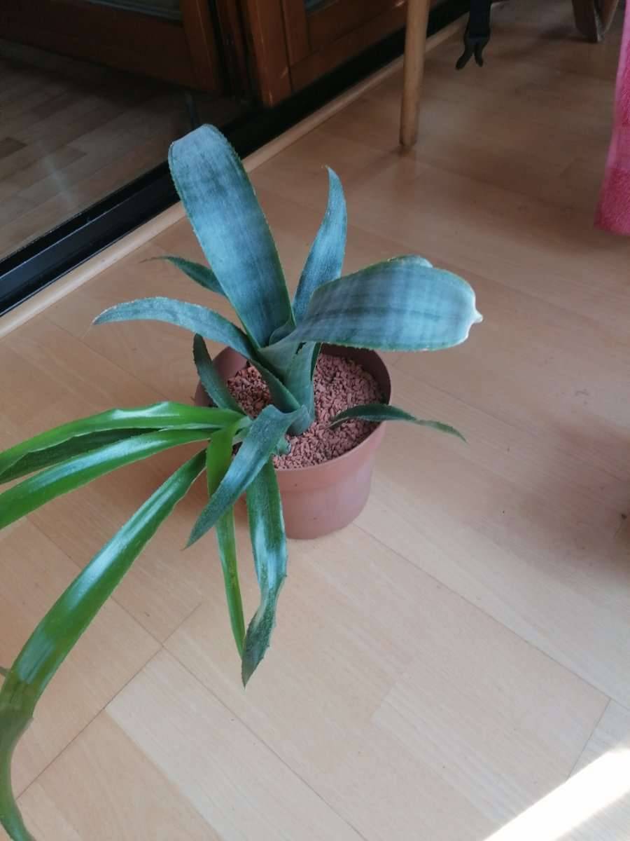 mini dracaena ESQ Living Hawaiian Dracaena Artificial Potted Plant main image 0