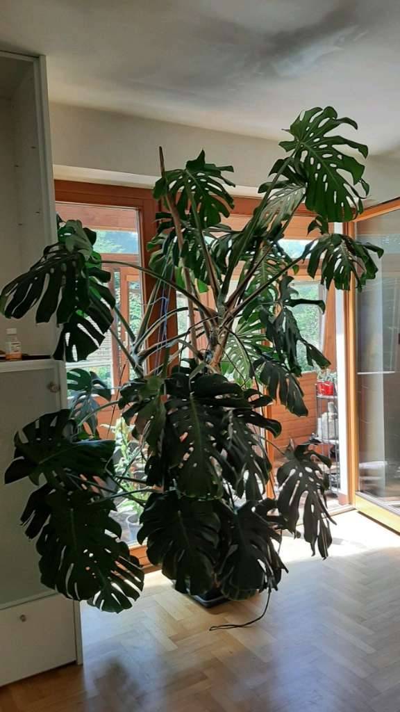 ring of fire plant philodendron Philodendron Ring of Fire Houseplant with Planter - Small (7
