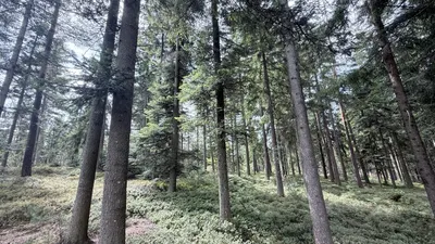 Grundstück kaufen in Ried im Innkreis – 15 252 m², € 76.260 – Bild 14 von 19