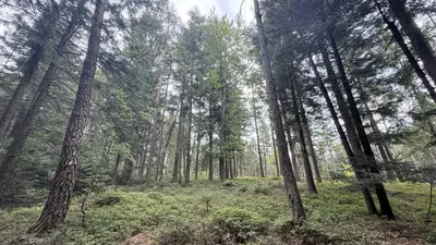 Grundstück kaufen in Ried im Innkreis – 15 252 m², € 76.260 – Bild 3 von 19