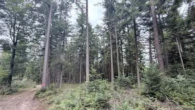 Grundstück kaufen in Ried im Innkreis – 15 252 m², € 76.260 – Bild 7 von 19