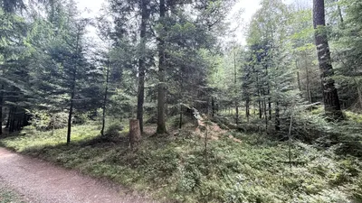 Grundstück kaufen in Ried im Innkreis – 15 252 m², € 76.260 – Bild 12 von 19