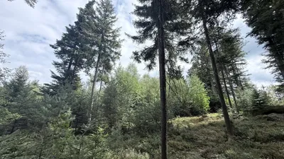 Grundstück kaufen in Ried im Innkreis – 15 252 m², € 76.260 – Bild 13 von 19