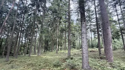 Grundstück kaufen in Ried im Innkreis – 15 252 m², € 76.260 – Bild 6 von 19