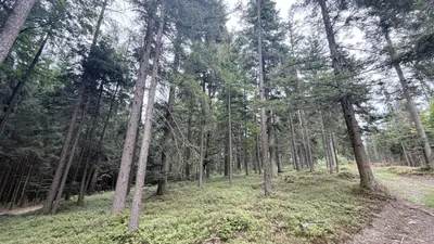 Grundstück kaufen in Ried im Innkreis – 15 252 m², € 76.260 – Bild 1 von 19