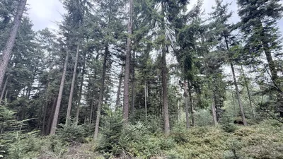 Grundstück kaufen in Ried im Innkreis – 15 252 m², € 76.260 – Bild 8 von 19