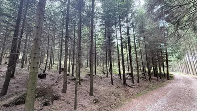 Grundstück kaufen in Ried im Innkreis – 15 252 m², € 76.260 – Bild 15 von 19
