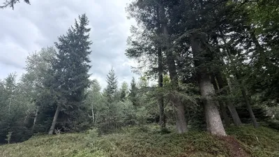 Grundstück kaufen in Ried im Innkreis – 15 252 m², € 76.260 – Bild 17 von 19