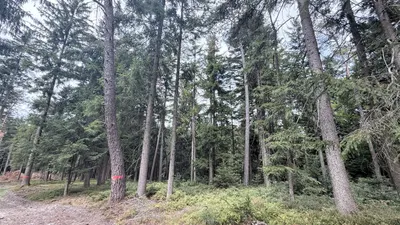 Grundstück kaufen in Ried im Innkreis – 15 252 m², € 76.260 – Bild 5 von 19